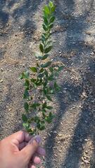 Myrtus communis tarentina