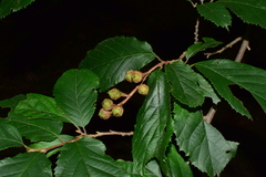 Fortunearia sinensis
