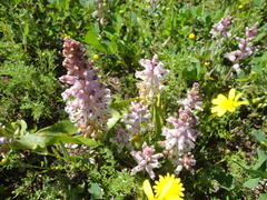 Lachenalia pallida