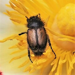 Chasmatopterus villosulus