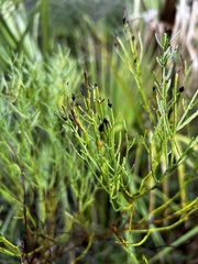 Baccharis angustifolia