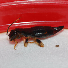 Gonolabis marginalis