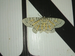 Bracca georgiata perversata