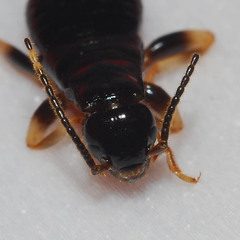 Gonolabis marginalis