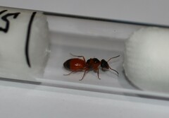 Opisthopsis rufithorax