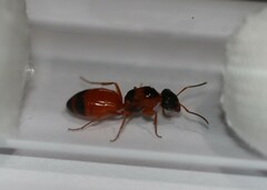 Opisthopsis rufithorax