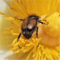 Chasmatopterus villosulus