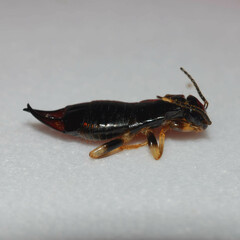 Gonolabis marginalis