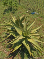 Aloe marlothii