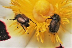 Chasmatopterus villosulus