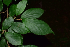 Fortunearia sinensis