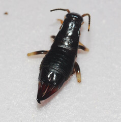 Gonolabis marginalis