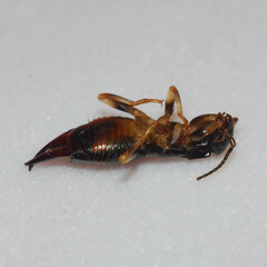 Gonolabis marginalis