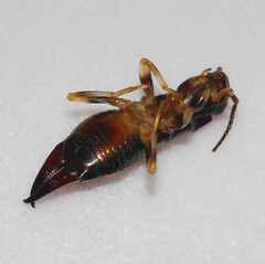 Gonolabis marginalis