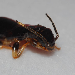 Gonolabis marginalis