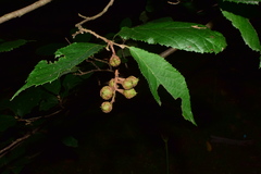Fortunearia sinensis