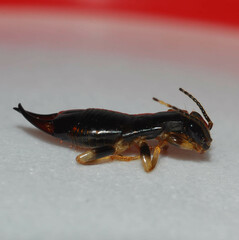 Gonolabis marginalis