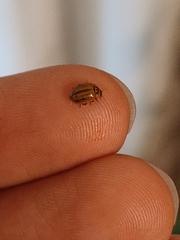 Aphidecta obliterata