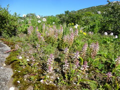 Lachenalia pallida