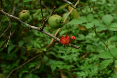 Chaenomeles
