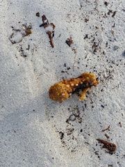 Hymeniacidon perlevis