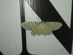 Bracca georgiata perversata