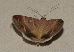Ophiusa