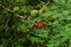 Chaenomeles