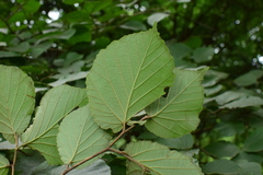 Liquidambar caudata