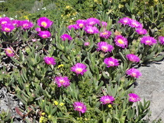 Carpobrotus quadrifidus