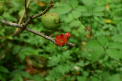 Chaenomeles