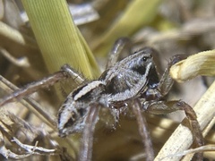 Artoriopsis