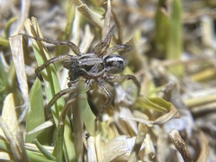 Artoriopsis