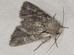 Lacinipolia acutipennis