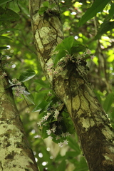 Phalaenopsis modesta