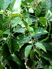 Anacardiaceae
