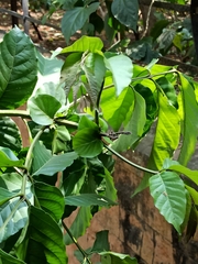 Anacardiaceae