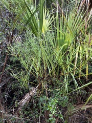 Baccharis angustifolia