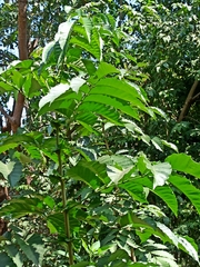 Anacardiaceae