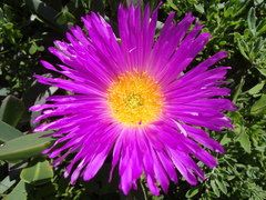 Carpobrotus quadrifidus