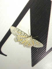 Bracca georgiata perversata