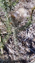 Leysera gnaphalodes