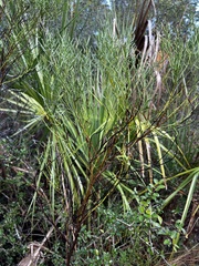 Baccharis angustifolia