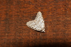Nola cicatricalis