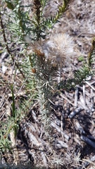 Leysera gnaphalodes
