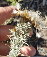 Leysera gnaphalodes