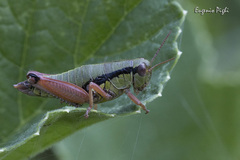 Pseudoprumna baldensis