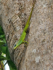 Anolis extremus