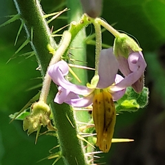 Solanum palinacanthum