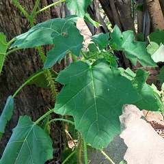 Solanum palinacanthum
